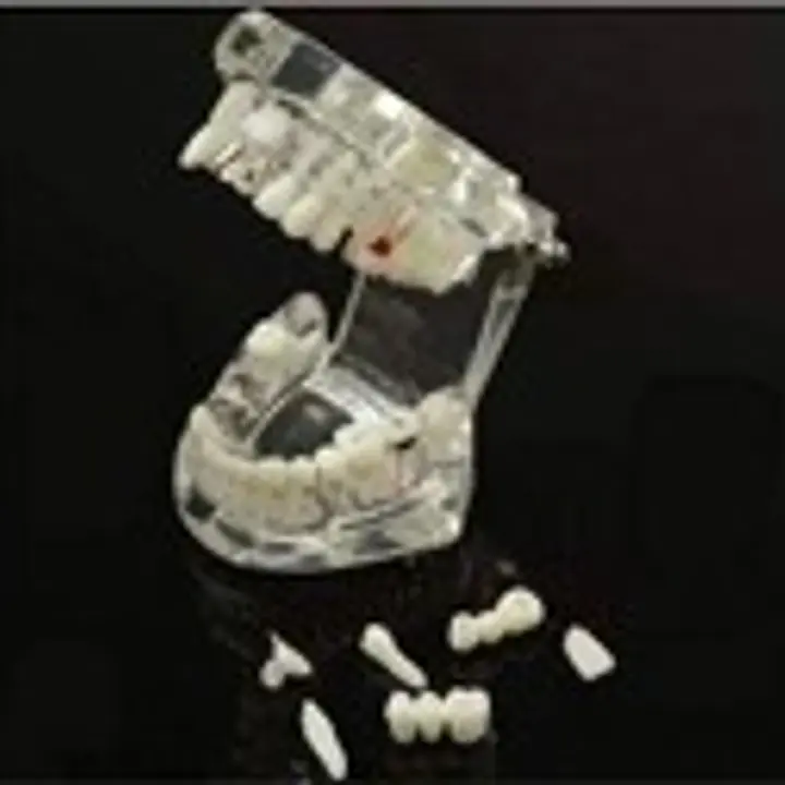 Dental Denture Adult Standard Gums Teeth Model - Master