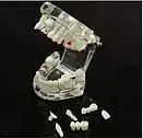 Dental Denture Adult Standard Gums Teeth Model - Master